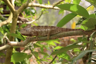 Giant chameleon, male, Madagascar malagasy giant chameleon (Furcifer oustaleti), Madagascar, Africa