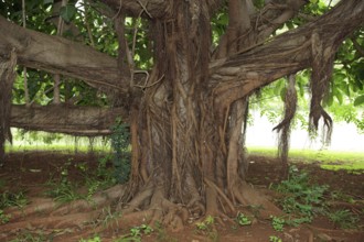 Strangler Fig, Sabi Sabi Game Reserve, Kruger National Park, South Africa (Ficus watkinsiana),