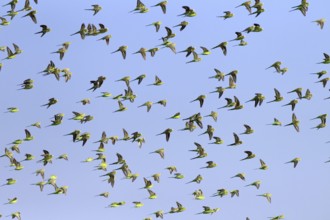 Budgerigars (Melopsittacus undulatus), New South Wales, Australia, Oceania