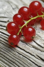 Red currants (Ribes rubrum)