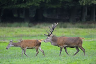 Red deer (Cervus elaphus), male pursuing female, rutting, lateral view