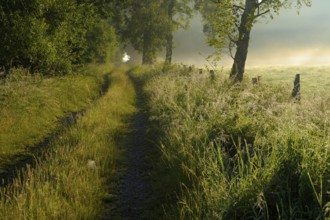 Field path in the morning mist, Dingdener Heide nature reserve, North Rhine-Westphalia, Germany,