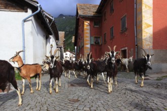 Herd of goats, domestic goats, n, Hinterrhein, Switzerland, Europe