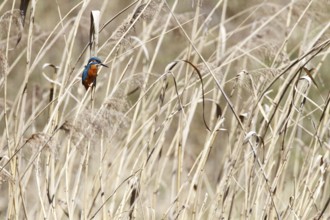 Common kingfisherSwitzerland ( Alcedo atthis)