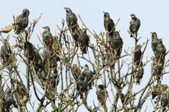 Common Starlings, Northumberland, England (Sternus vulgaris)