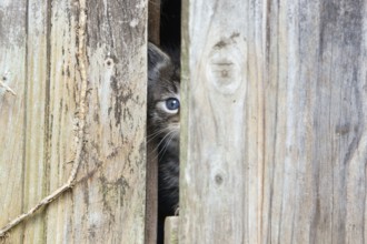 House cat, kitten looks out of garden shed, door gap, mackerel