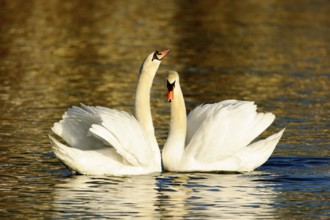 Mute Swans (Cygnus olor), pair