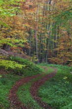 Forest track in the autumn, Lower Saxony, Germany, Europe