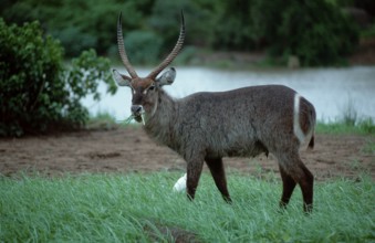 Waterbuck, male, Kruger national park, South Africa (Kobus ellipsiprymnus ellipsiprymnus), ellipse