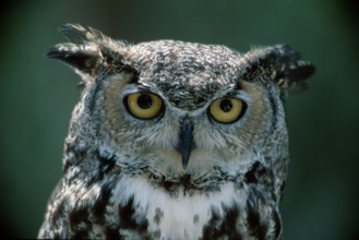 Whiskered Screech Owl, Arizona, USA (Otus trichopsis), Spotted Owl, America, america, animals,