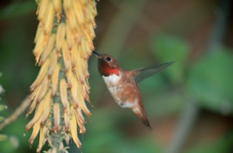 Rufous Hummingbird (Selasphorus rufus), Sonora desert, Arizona, USA, North America