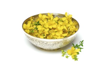 Spotted St. John's wort (Hypericum perforatum) , flowers in bowl