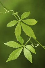 Jiao-gu-lan, Jiaogulan, female ginseng, Jiaogulan (Gynostemma pentaphyllum)