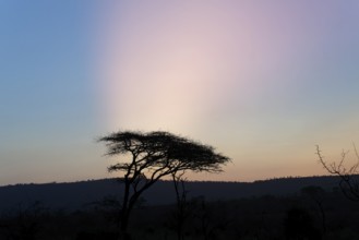 Savannah Landscape with trees at dusk, Kwazulu Natal Province, South Africa, Africa