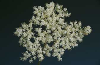 Elderflower, black elder (Sambucus) nigra, medicinal plant, is considered a proven household remedy