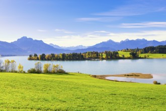 View of the Forggensee, Allgäu Alps, Allgäu, Bavaria, Germany, Europe