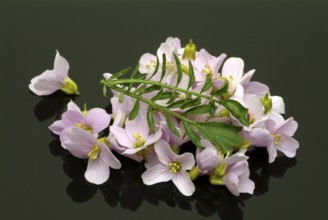 Flowers of the cuckoo flower (Cardamine pratensis), medicinal plant, contains mustard oil