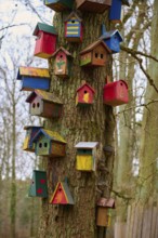 Tree with many colorful bird nest boxes, Hessen, Germany, Europe