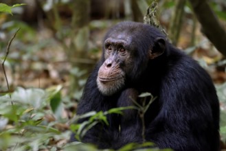 Western chimpanzee (Pan troglodytes verus) sits in the rainforest, wildlife, near Bossou, Nzérékoré