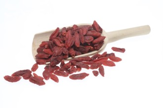 Goji, goji berries (Lycium barbarum), fenugreek, plant species of the nightshade family. Common