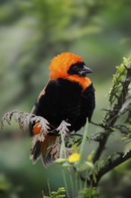 Southern red bishop (Euplectes orix), male, captive, occurring in Africa