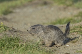 Alpine Marmot (Marmota marmota), young, Großglockner, National Park Hohe Tauern, Austria, Europe