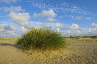 Common beach grass, De Hors beach, near Den Hoorn, Texel island, North Holland, Netherlands