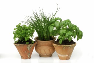 Curly parsley, Chive (Allium schoenoprasum) and Basil (Ocimum basilicum) in pots (Petroslinum