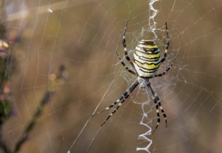 Wasp spider in web, Lüneburg Heath, Lower Saxony, Germany, Europe