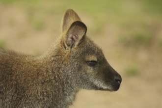 Red-necked wallaby (Macropus rufogriseus), portrait, wallabies, wallabia, wallaby, kangaroos,