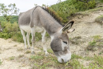 Domestic gray donkey (Equus asinus) in mountain pasture. Drome, France, Europe