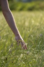 Hand strokes through high grass, closeness to nature, meadow, Landlust, Upper Bavaria, Bavaria,