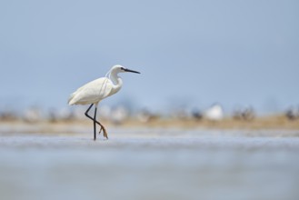 Little egret (Egretta garzetta) walking at the shore, hunting, sea, ebro delta, Catalonia, Spain,