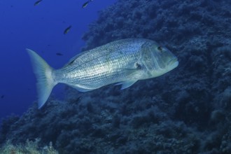 Common dentex (Dentex dentex), Mediterranean Sea, Santa Teresa di Gallura, Sardinia, Italy, Europe