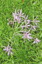 Autumn crocus (Colchium speciosum), September, Saxony, Germany, Europe