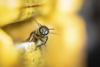 Honey bee at the hive, Hamburg, Germany, Europe