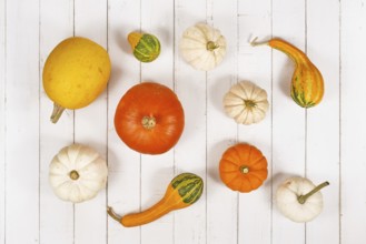 Seasonal pumpkins, gourds and squashes arranged on white wooden background