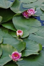 Water lily pond in late summer, water lilies (Nymphaea), Saxony, Germany, Europe