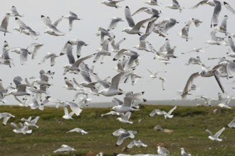 Kittiwakes (Rissa tridactyla) flying flock, Northern Norway, Scandinavia