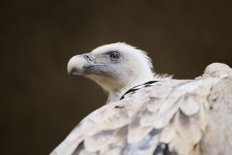 Griffon vulture (Gyps fulvus), portrait, Spain, Europe