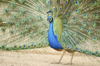 Indian peafowl (Pavo cristatus) spread one's tail (feathers) on the ground, Spain, Europe