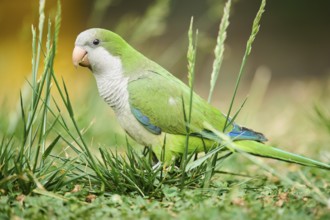 Monk parakeet (Myiopsitta monachus) wildlife on a meadow, Catalonia, Spain, Europe