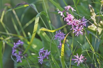 Cuckoo's campion (Silene flos-cuculi), flower, Peene Valley River Landscape Nature Park,