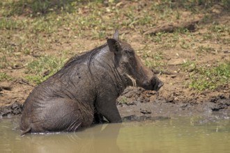 Warthog, Mkuze Park, desert warthog (Phacochoerus aethiopicus), lateral view