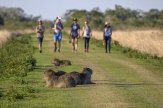 Capybaras (Hydrochoerus hydrochaeris), in the background tourist group, Cambyretá, Esteros del