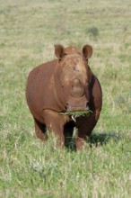 White rhinoceros, white rhino or square-lipped rhinoceros (Ceratotherium simum) covered with red