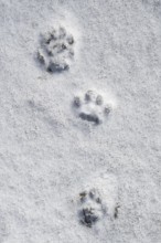 Close-up of footprints showing paw pads from stoat, short-tailed weasel (Mustela erminea), ermine