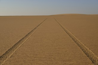 Car tracks in the sand in the Nubian Desert in Dongola, Northern, Nubia, Sudan, Africa