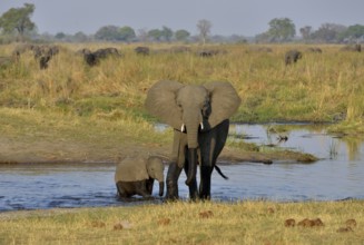 Elephant (Loxodonta africana), cow with calf crossing Cuando River, Bwabwata National Park, Zambezi