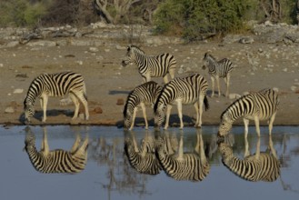 Burchell's Zebras (Equus quagga burchelli) drinking at the waterhole Chudop, Etosha National Park,